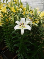 [4150 Cocossa No01.JPG]